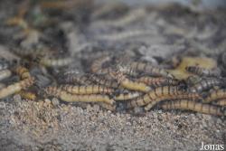 Zophobas morio