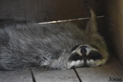 Parc Animalier de Sainte-Croix