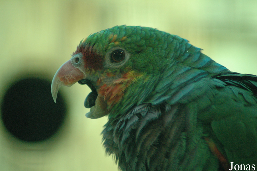 Vogelpark Walsrode