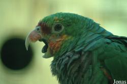 Amazona vinacea