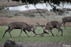 Parc Animalier de Sainte-Croix