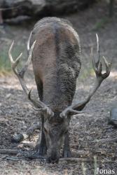 Parc Animalier de Sainte-Croix