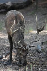 Parc Animalier de Sainte-Croix