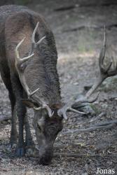 Parc Animalier de Sainte-Croix