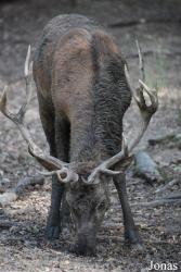Parc Animalier de Sainte-Croix