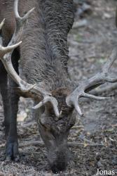 Parc Animalier de Sainte-Croix