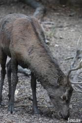 Parc Animalier de Sainte-Croix