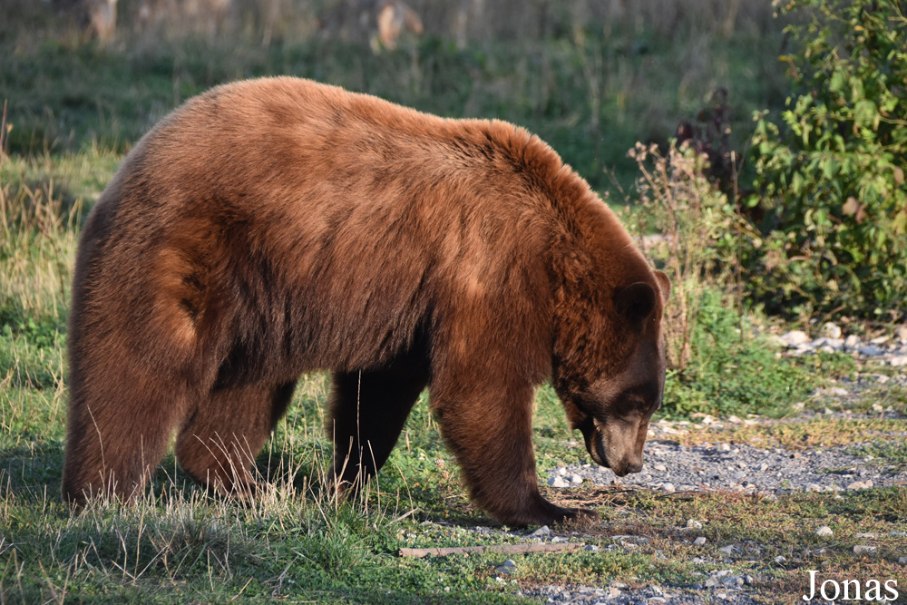 Parc Animalier de Sainte-Croix