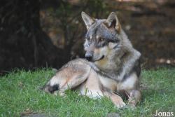 Parc Animalier de Sainte-Croix