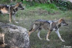 Parc Animalier de Sainte-Croix