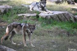 Parc Animalier de Sainte-Croix