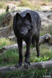 Parc Animalier de Sainte-Croix
