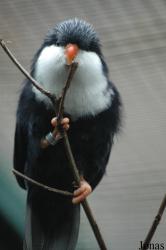 Vogelpark Walsrode