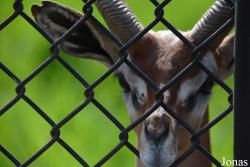 Brookfield Zoo