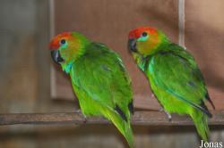 Psittaculirostris desmarestii