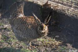 Phillips Park Zoo