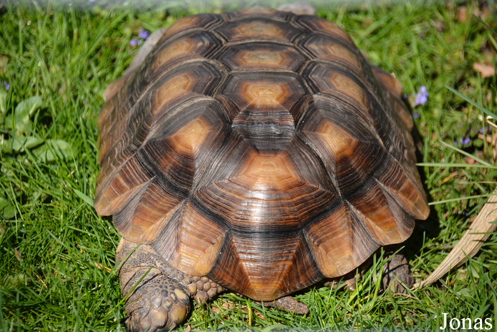 Phillips Park Zoo