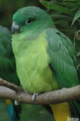 Vogelpark Walsrode