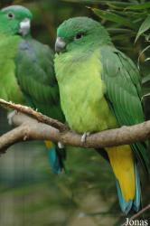 Vogelpark Walsrode