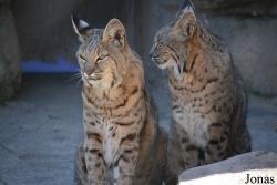 Cosley Zoo
