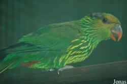 Vogelpark Walsrode