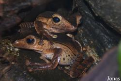 Polypedates otilophus