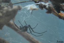 Theridiidae