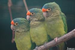Eupsittula canicularis eburnirostrum
