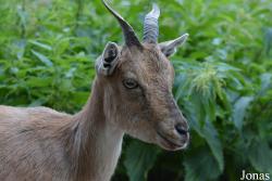 Moscow Zoo