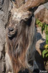 Moscow Zoo