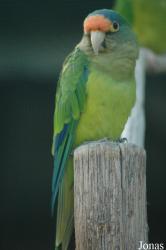 Vogelpark Walsrode