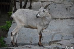 Moscow Zoo