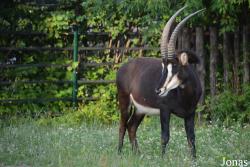 Moscow Zoo
