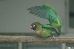 Vogelpark Walsrode