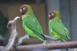 Agapornis nigrigenis