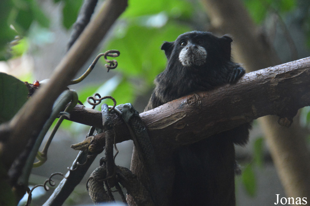 Moscow Zoo