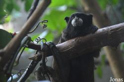 Leontocebus leucogenys