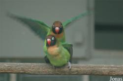 Vogelpark Walsrode