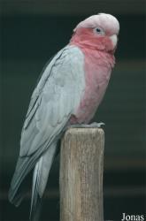 Vogelpark Walsrode