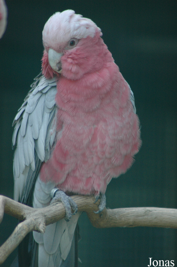 Vogelpark Walsrode