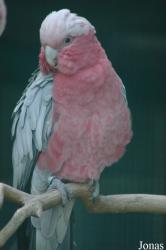 Vogelpark Walsrode