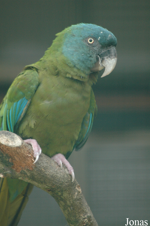 Vogelpark Walsrode