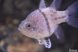Sphaeramia orbicularis