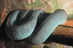 Trimeresurus insularis