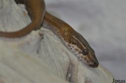 Lamprophiinae