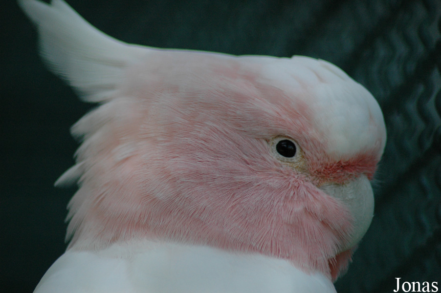 Vogelpark Walsrode