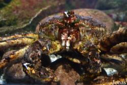 Moskvarium