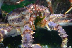 Moskvarium