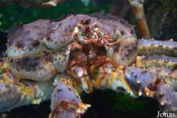 Moskvarium