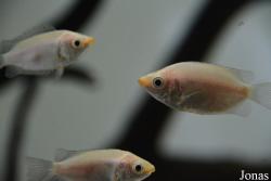 Helostomatidae